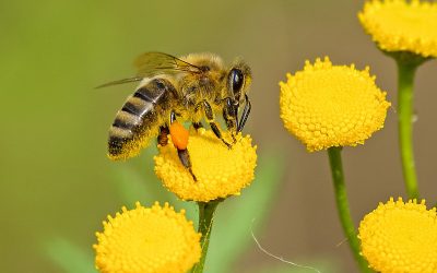 Bijen in de tuin: herken de verschillende soorten